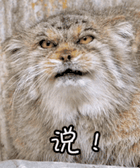 说 动物 眼神 龇牙