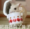 萌宠 兔子 把自己焖了 烦躁 呆萌 可爱