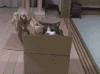猫咪  呆萌 可爱 卡哇伊