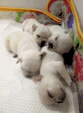 猫咪 喵星人 可爱 睡觉 萌萌哒
