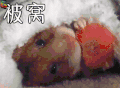 被窝8日游 国庆节 萌宠 soogif soogif出品