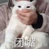 萌宠 猫星人 闭嘴 别说了 呆萌 可爱