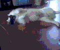 可爱 萌宠 猫咪 喵星人