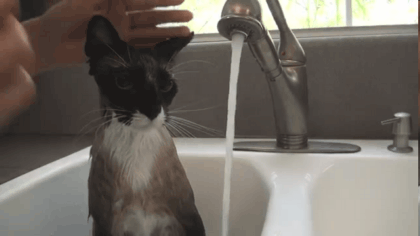 猫咪 洗澡 水龙头 淋浴