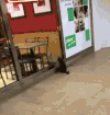 猫咪 老鼠 玩耍 看风景