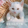 被金钱压平了胸 猫咪 白毛 躺着