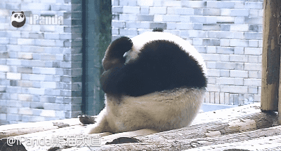 大熊猫 国宝 舔脚