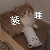 萌宠 猫星人 装睡 困了 呆萌 可爱