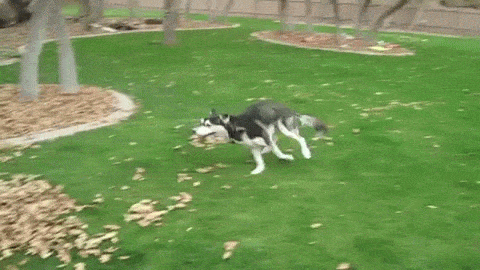 狗狗 奔跑 树叶堆 玩耍