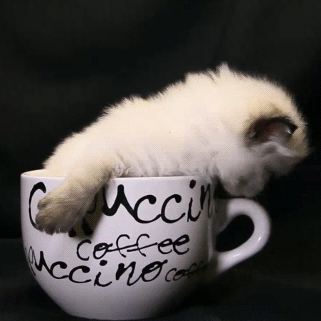 小猫 杯子 可爱 白色