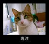 无奈 搞笑 萌萌的 专注