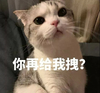 萌宠 猫星人 你再给我拽 信不信我打你 搞怪 逗 呆萌