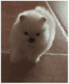 博美 狗 欢乐 萌