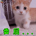 猫咪 猫 萌宠 伤心 委屈 soogif soogif出品