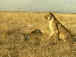 野猪 狮子 挑衅 自然
