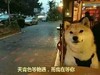 单身狗 可爱 萌呆 我在等你