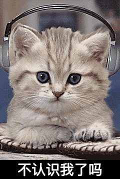 猫咪 听音乐 呆萌 不认识我了吗