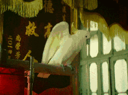 可爱 啄 壁咚 恶棍天使 电影 白色鹦鹉 萌宠 表情包 鹦鹉 伸展翅膀