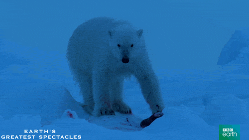 北极熊 雪地 雪 冬季