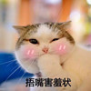 萌宠 喵星人 捂嘴害羞 脸红 呆萌 可爱