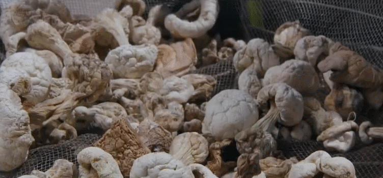 白菇干 纪录片 美食 舌尖上的中国