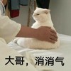 萌宠 猫星人 大哥 消消气 呆萌 可爱