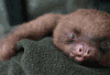 树懒 sloth