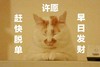 萌宠 喵星人 赶快脱单 早日发财 呆萌 搞怪
