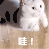 萌宠 猫星人 哇 惊讶 呆萌 搞怪
