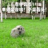 音响 搞笑 斗图 滑稽