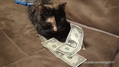 不要  动我的钱  猫咪  拿钱