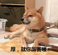 柴犬 小狗 可爱 厚就你厉害喽