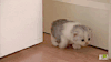 猫咪 卖萌 偷偷 前进