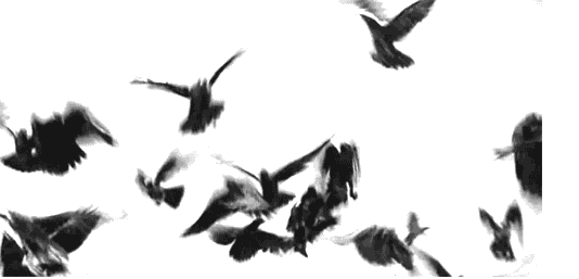 鸽子 飞舞 动物