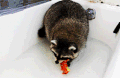 浣熊 raccoon 玩具 浴缸 萌