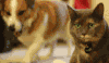 猫咪 狗狗 咬一口 讨厌