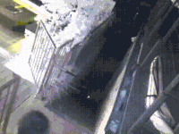 浣熊 raccoon