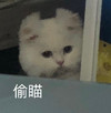 萌宠 猫星人 偷瞄 偷看 呆萌 可爱