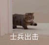 萌宠 猫星人 士兵出击 我来了 呆萌 搞怪 逗