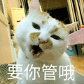 要你管 猫 生气