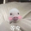 萌宠 猪 等夸 你怎么不夸我 呆萌 可爱
