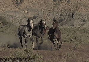 马 动物 奔跑 开心