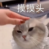 萌宠 喵星人 摸摸头 安慰 搞怪 逗