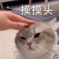 萌宠 喵星人 摸摸头 安慰 搞怪 逗