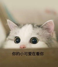 猫咪 你的小可爱在看你 大眼睛 机灵鬼