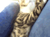 猫 撒娇 喵星人