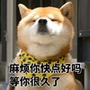 萌宠 汪星人 麻烦你快点好吗 等你很久了 呆萌 可爱