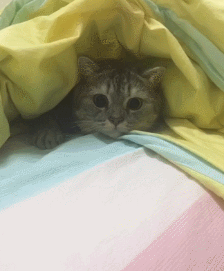 猫咪 大眼睛 藏在被窝里 可爱