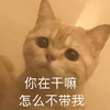 萌宠 喵星人 你在干嘛 怎么不带我 可爱 憨憨