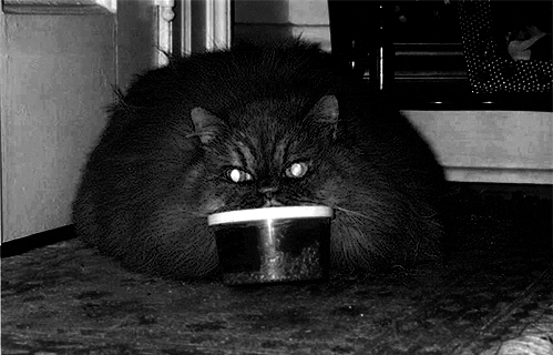 恐怖 猫 黑色和白色 令人毛骨悚然的 动物 gifmovie